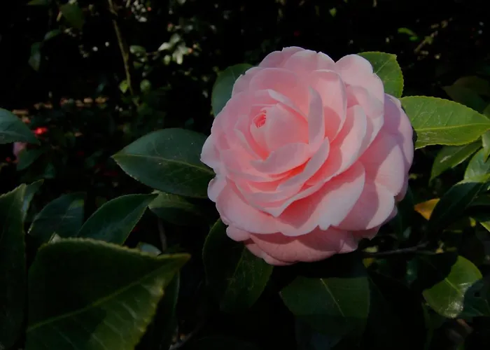 酒店 Fiorentino 2*